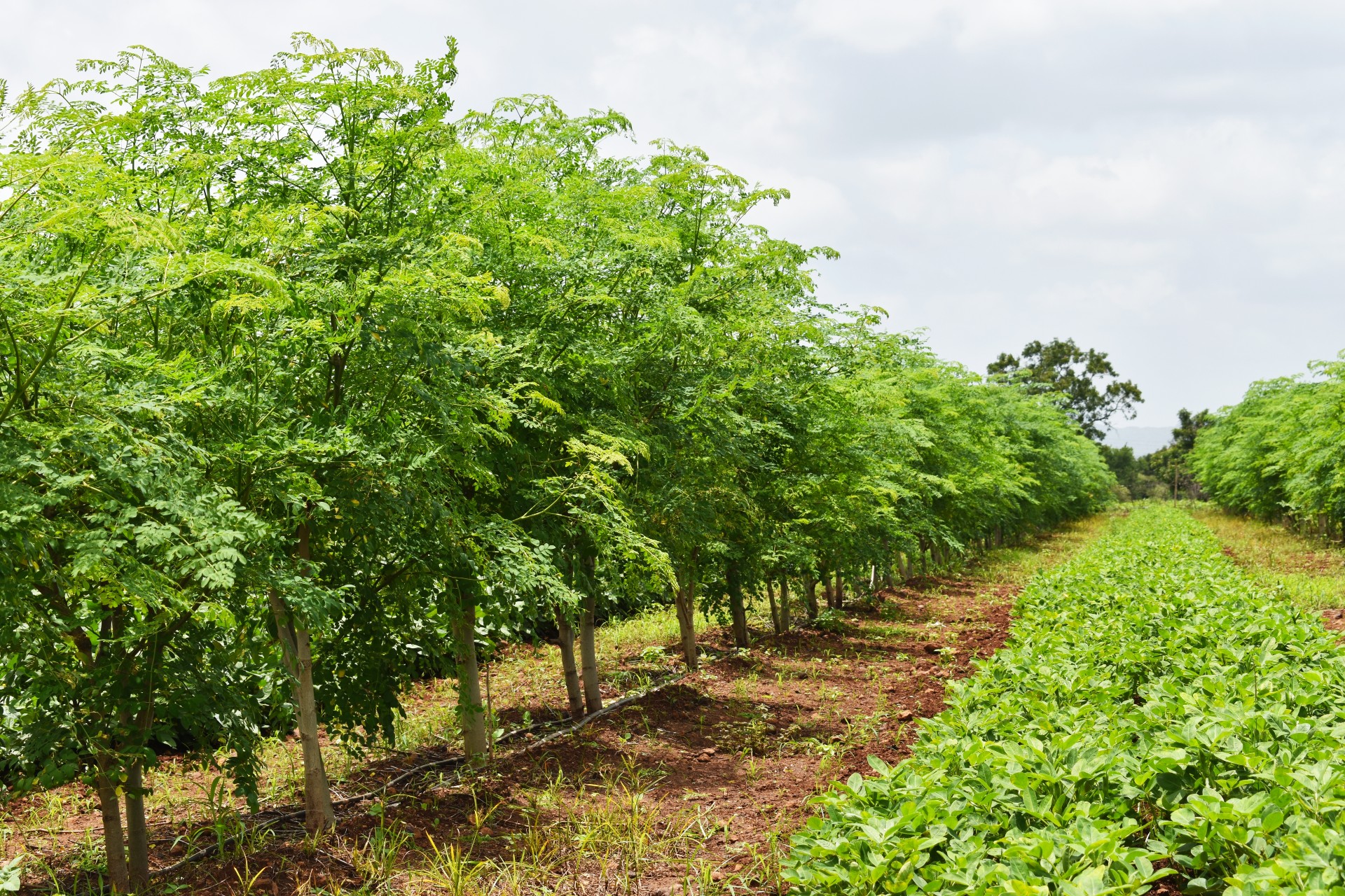 How Many Types Of Moringa Trees Are There at Gary London blog